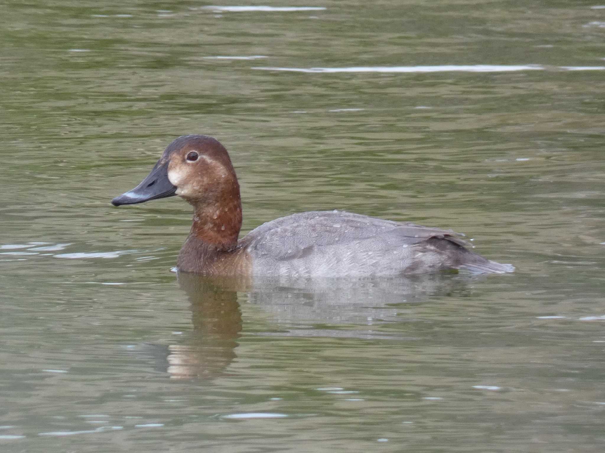 Photo of Common Pochard at Yoron Island by あおこん