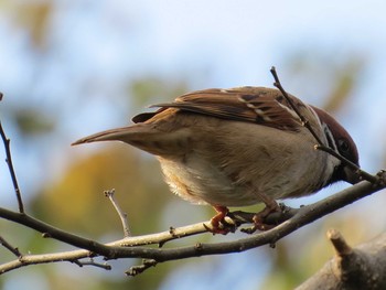 スズメ 上和田野鳥の森 2019年12月3日(火)