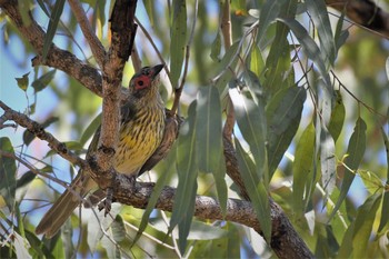 Australasian Figbird オーストラリア,ケアンズ～アイアインレンジ Sat, 10/12/2019