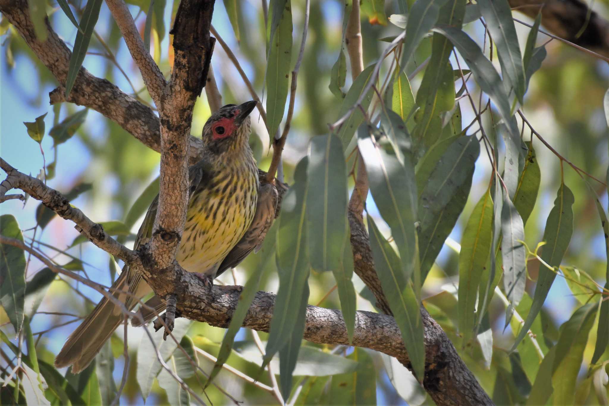 Australasian Figbird