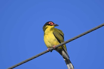 Australasian Figbird オーストラリア,ケアンズ～アイアインレンジ Sun, 10/13/2019