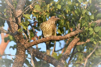 Australasian Figbird オーストラリア,ケアンズ～アイアインレンジ Sat, 10/19/2019