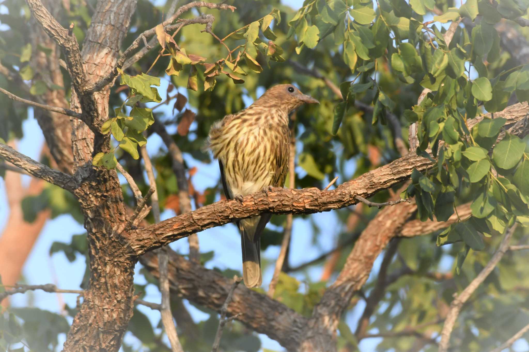 Photo of Australasian Figbird at オーストラリア,ケアンズ～アイアインレンジ by でみこ