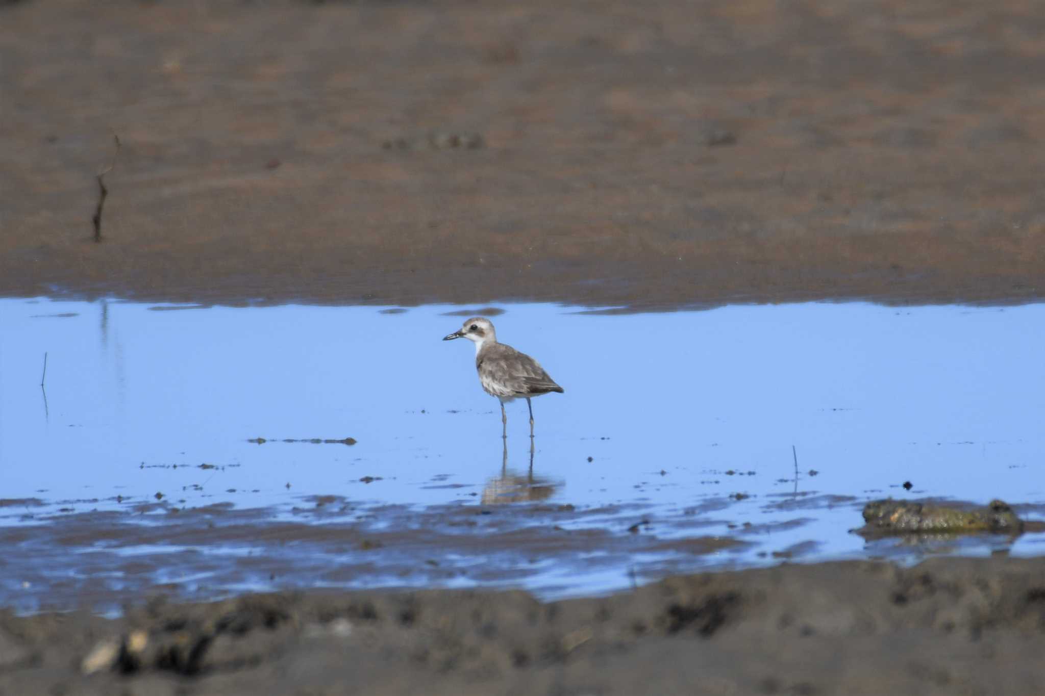 Siberian Sand Plover