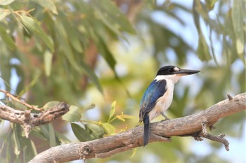 Forest Kingfisher オーストラリア,ケアンズ～アイアインレンジ Mon, 10/14/2019