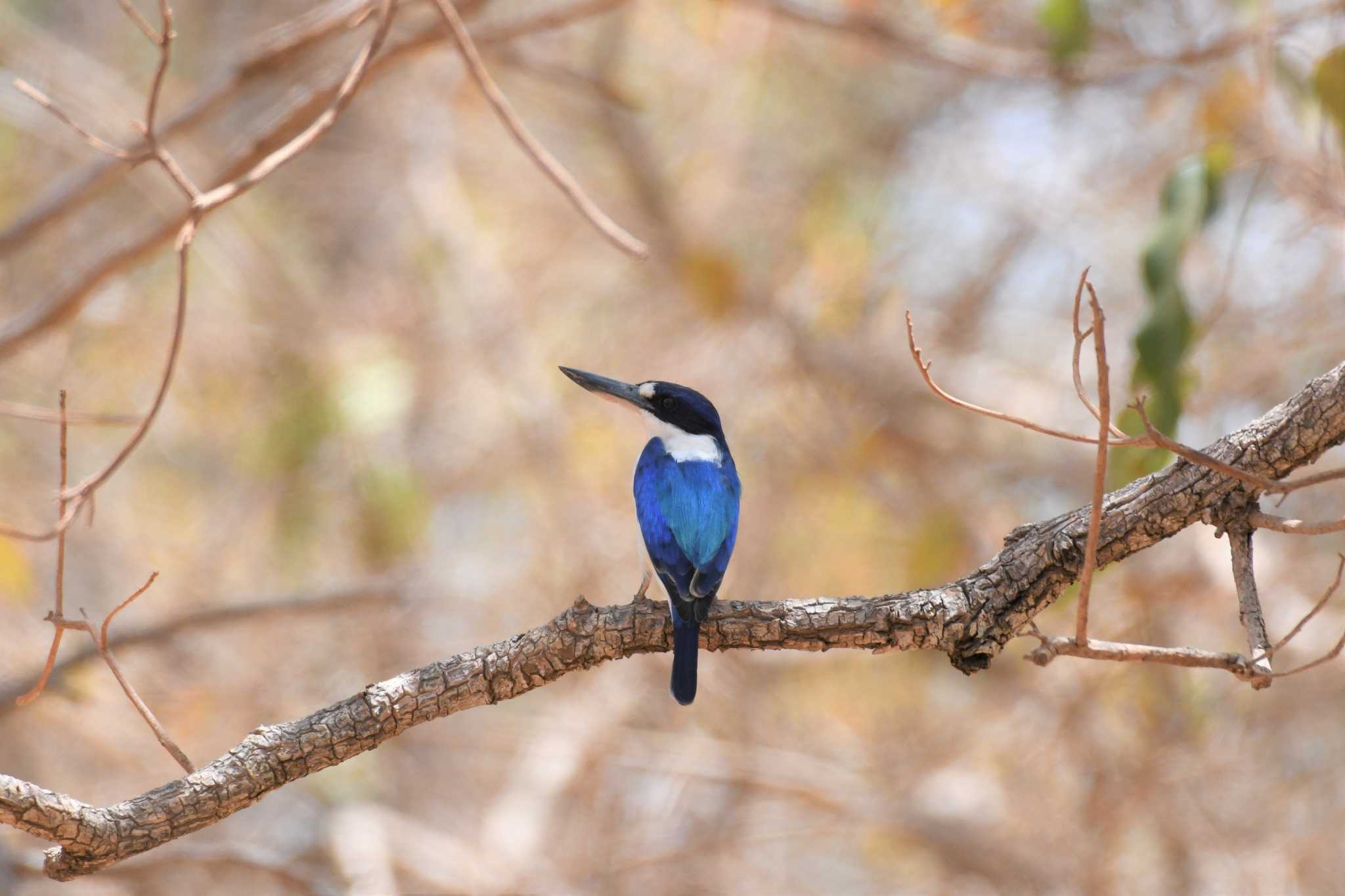 Forest Kingfisher