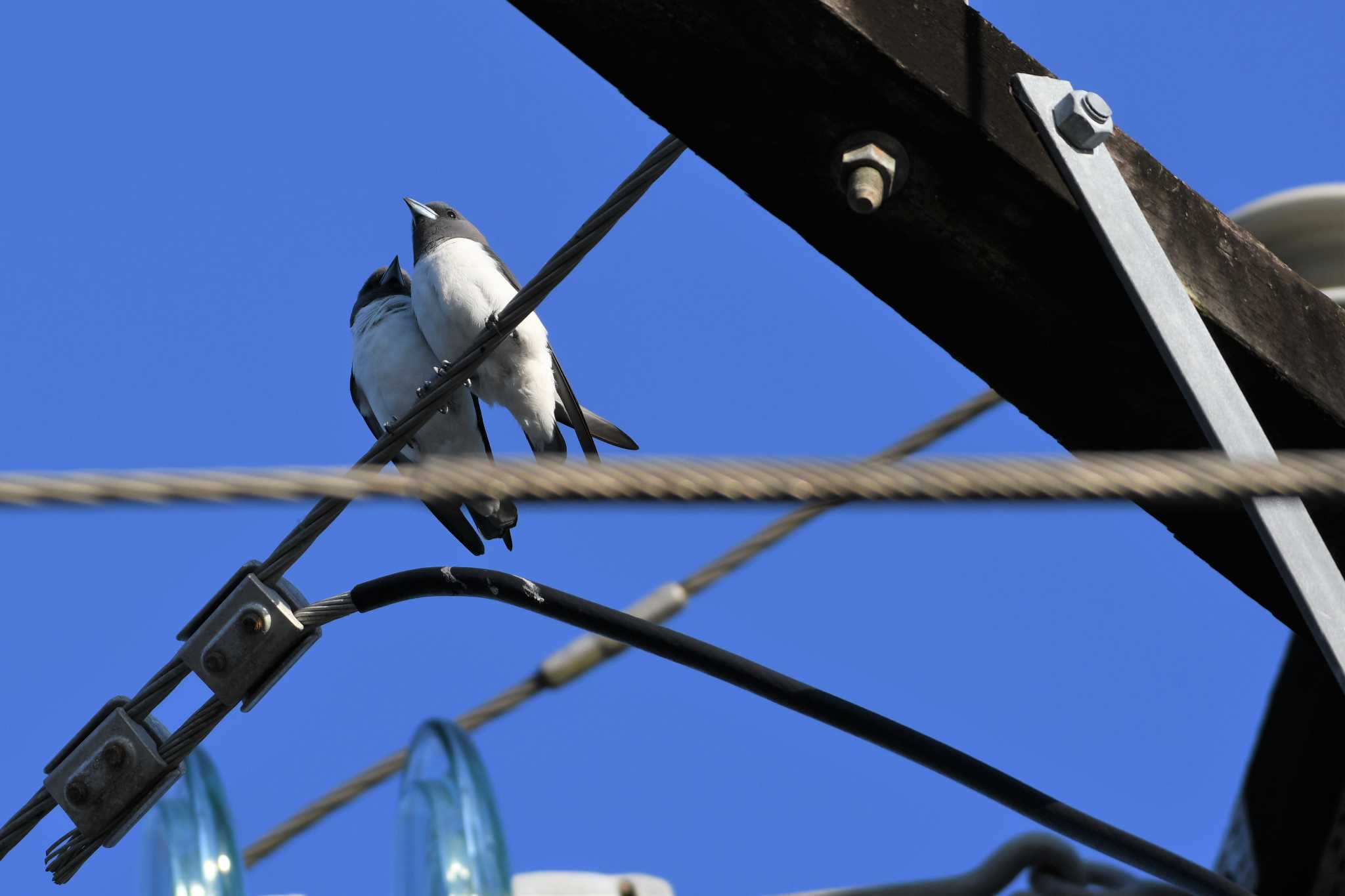 White-breasted Woodswallow