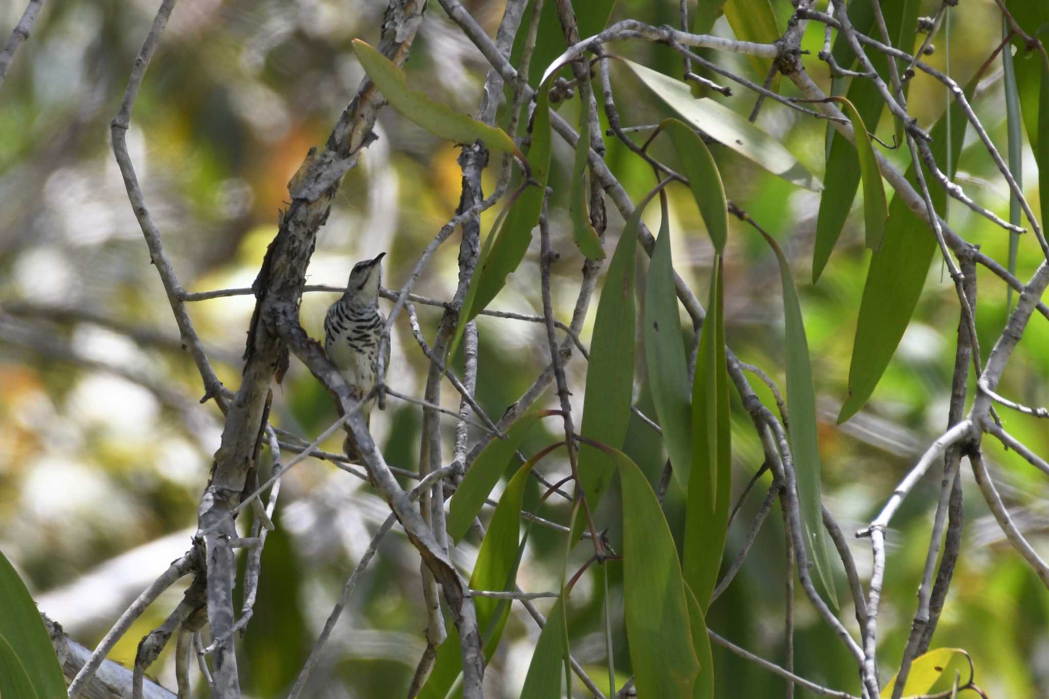 Bar-breasted Honeyeater