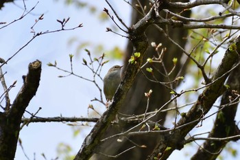 ウグイス 丸火自然公園 2019年4月21日(日)