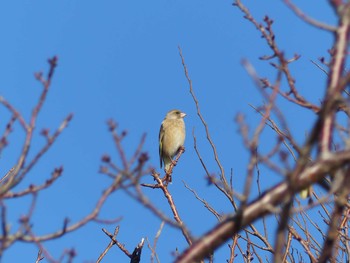 カワラヒワ 袖ヶ浦市 2019年12月3日(火)