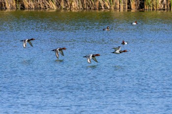 ホシハジロ 山口県立きらら浜自然観察公園 2019年11月16日(土)