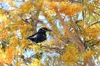 Spangled Drongo ケアンズ Sat, 10/12/2019