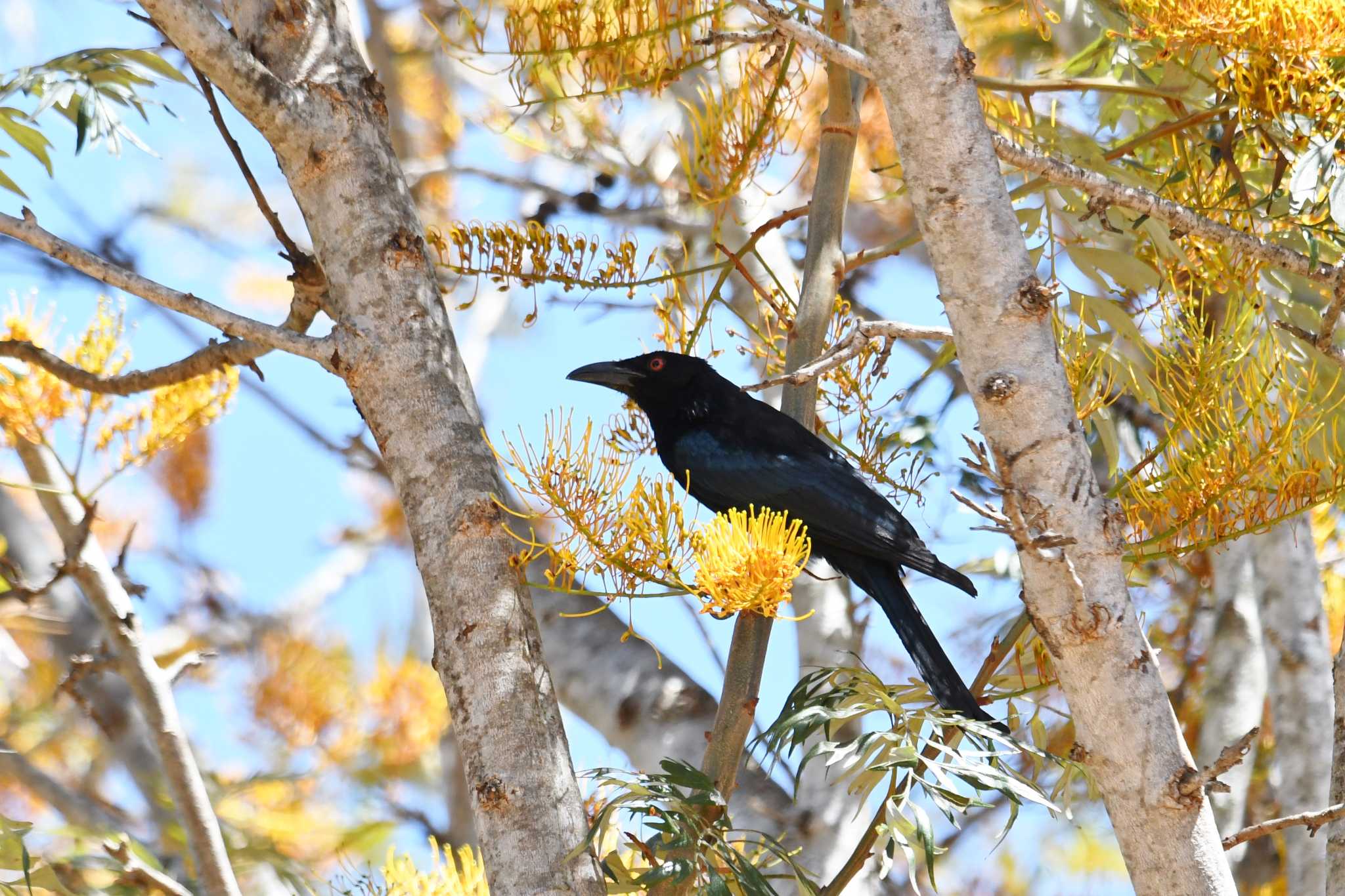 Photo of Spangled Drongo at ケアンズ by あひる