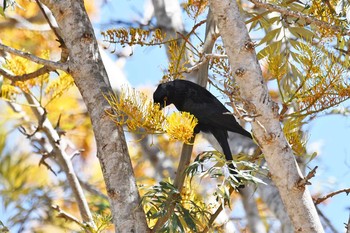 Spangled Drongo ケアンズ Sat, 10/12/2019