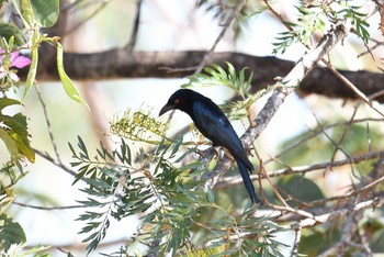 Spangled Drongo ケアンズ Sat, 10/12/2019