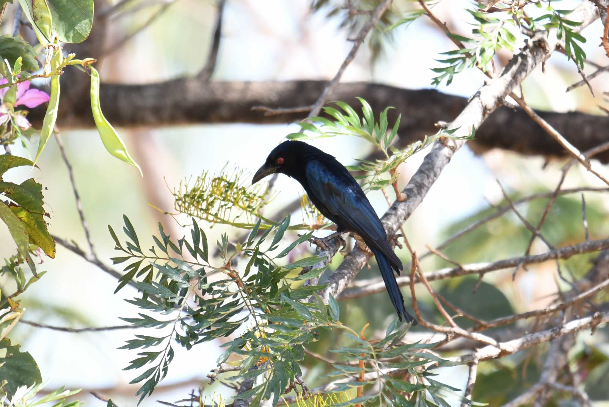 Photo of Spangled Drongo at ケアンズ by あひる