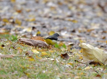 キセキレイ 聚楽園公園 2019年12月3日(火)