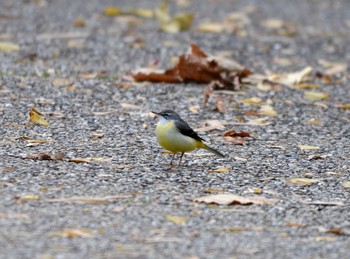 キセキレイ 聚楽園公園 2019年12月3日(火)