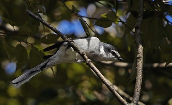 Ryukyu Minivet 東京都多摩地域 Tue, 12/3/2019