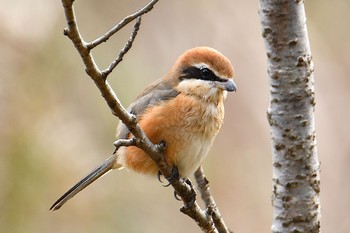 モズ 舞岡公園 2019年12月3日(火)