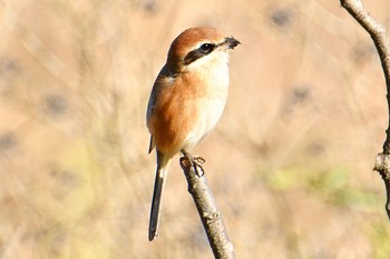 モズ 舞岡公園 2019年12月3日(火)