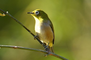 メジロ 舞岡公園 2019年12月3日(火)