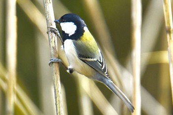 シジュウカラ 舞岡公園 2019年12月3日(火)