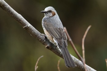 ヒヨドリ 舞岡公園 2019年12月3日(火)