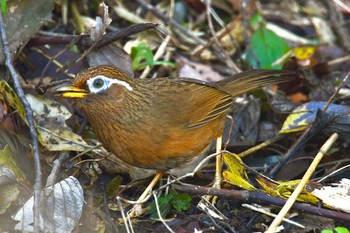 ガビチョウ 舞岡公園 2019年12月3日(火)