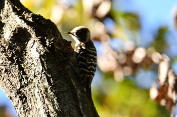 コゲラ 舞岡公園 2019年12月3日(火)