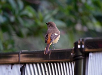 ジョウビタキ 大池公園 2019年12月3日(火)