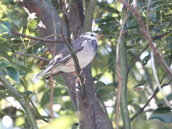 Red-billed Starling 海津市 Sun, 12/1/2019