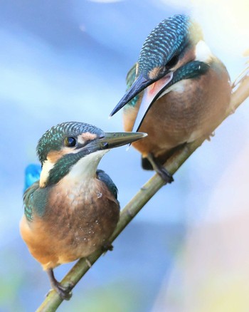 Common Kingfisher 岐阜県恵那市 Unknown Date