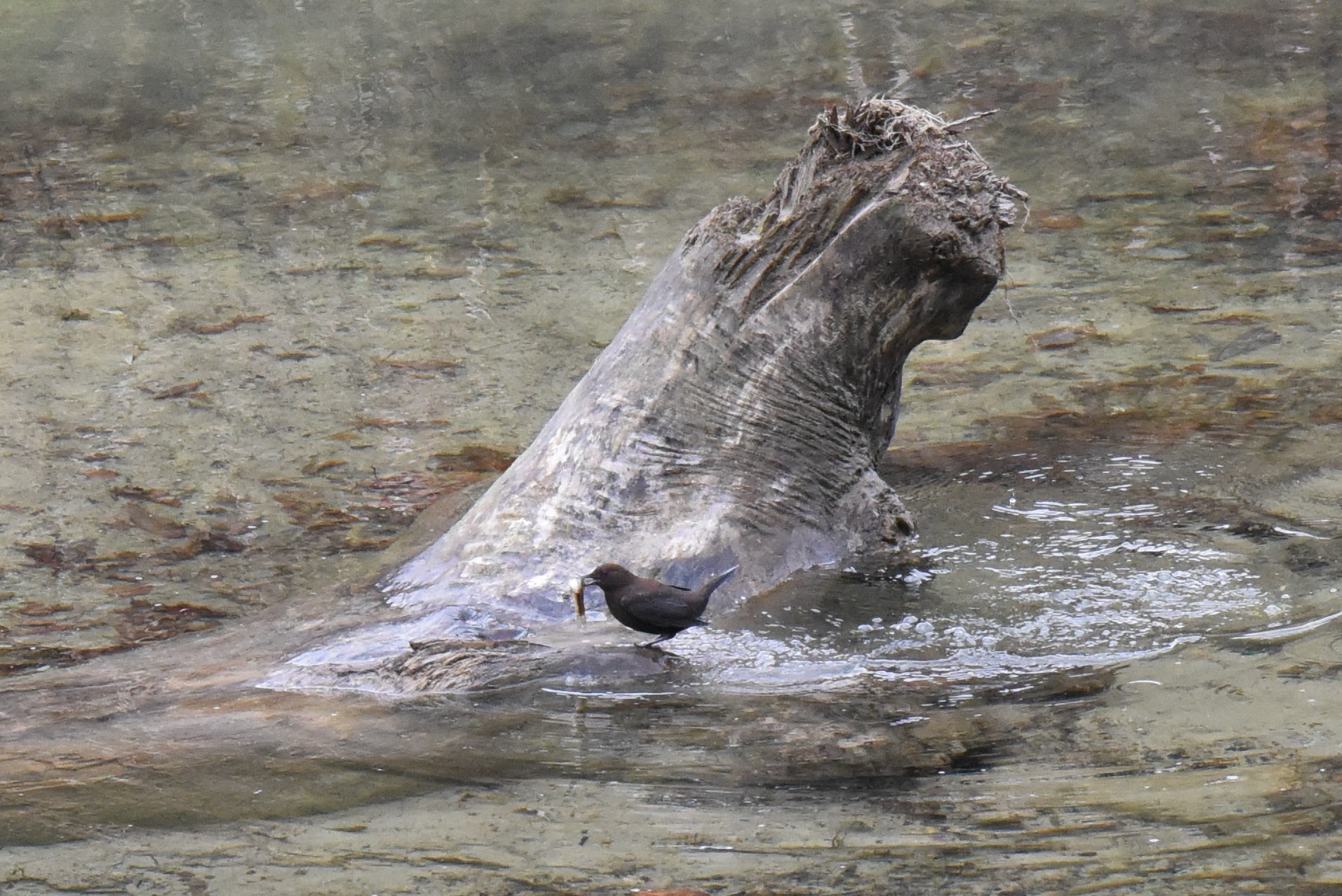 塩沢川・只見川合流地点 カワガラスの写真 by もちもちもっち～@ニッポン城めぐり中