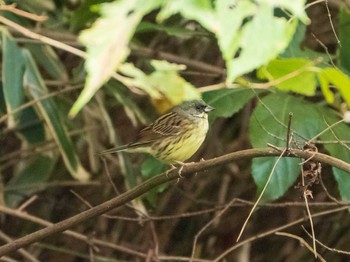 Masked Bunting Koishikawa Botanical Garden(University of Tokyo) Sun, 12/1/2019