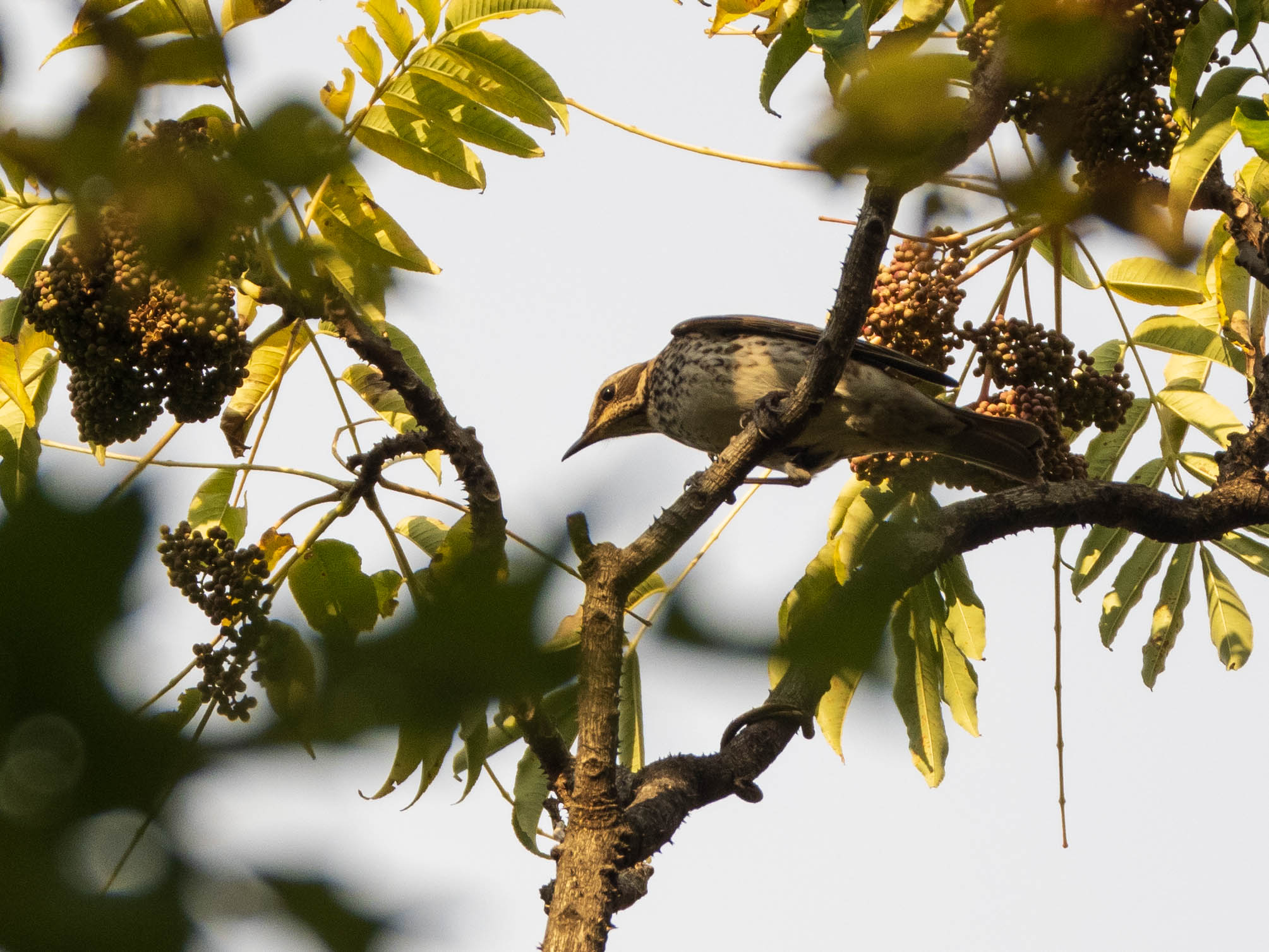 Photo of Dusky Thrush at Koishikawa Botanical Garden(University of Tokyo) by ryokawameister