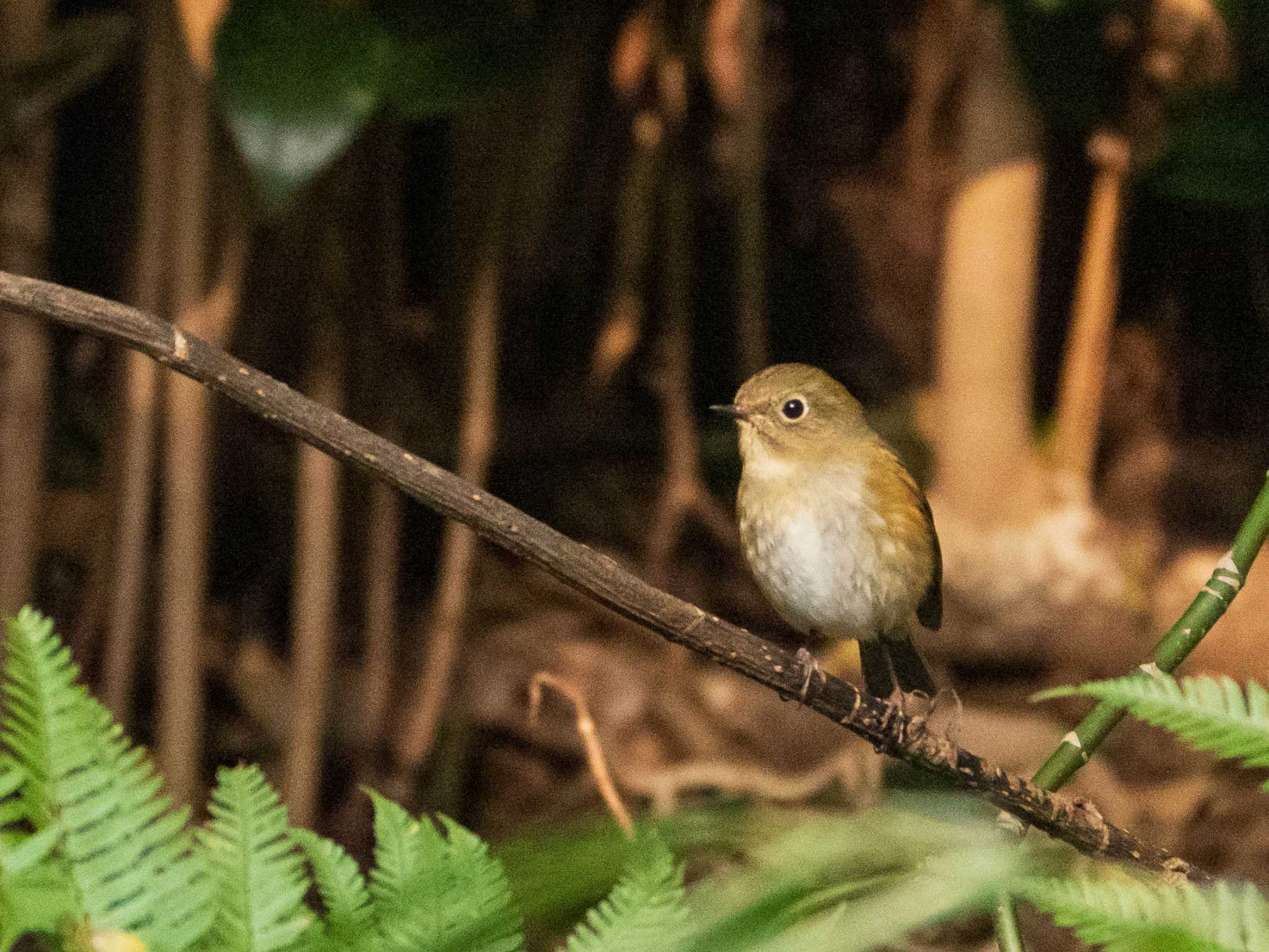 東京大学附属植物園 ルリビタキの写真 by ryokawameister