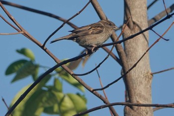 House Sparrow