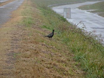 Green Pheasant Teganuma Sat, 11/23/2019