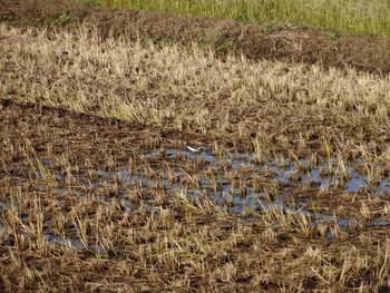 Japanese Wagtail North Inba Swamp Sat, 11/30/2019