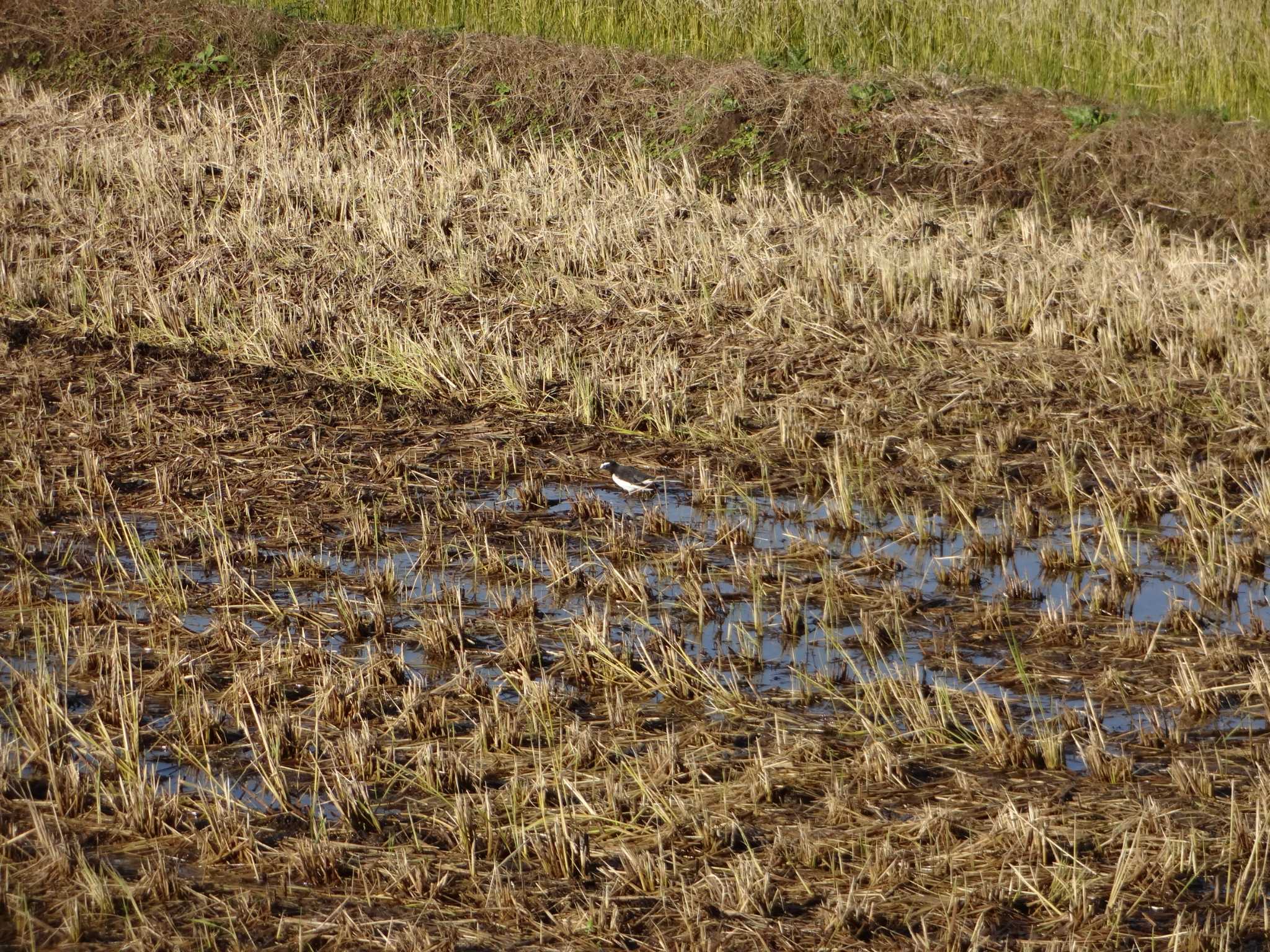 Japanese Wagtail