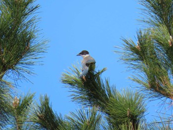 2019年12月3日(火) ふなばし三番瀬海浜公園の野鳥観察記録