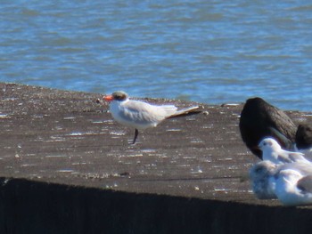 Caspian Tern Sambanze Tideland Tue, 12/3/2019