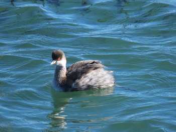 ハジロカイツブリ ふなばし三番瀬海浜公園 2019年12月3日(火)