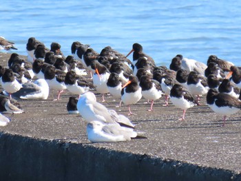 ミヤコドリ ふなばし三番瀬海浜公園 2019年12月3日(火)