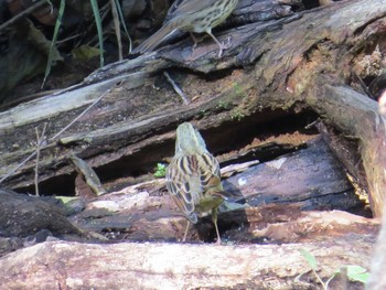 アオジ 上和田野鳥の森 2019年12月4日(水)