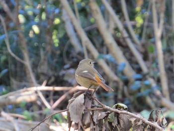 ジョウビタキ 上和田野鳥の森 2019年12月4日(水)