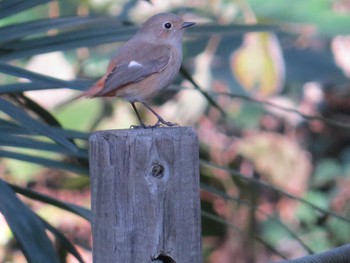 ジョウビタキ 上和田野鳥の森 2019年12月4日(水)