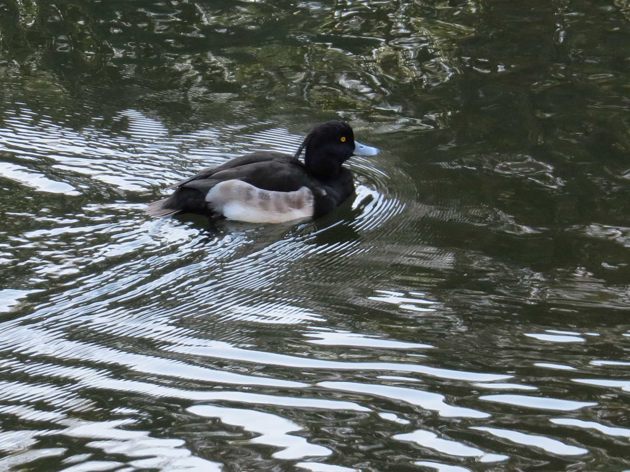 泉の森公園 キンクロハジロの写真 by Yoshimoto Ishikawa