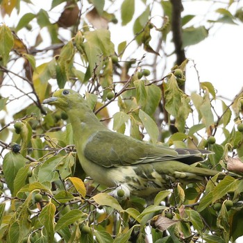 White-bellied Green Pigeon 名古屋市 Unknown Date